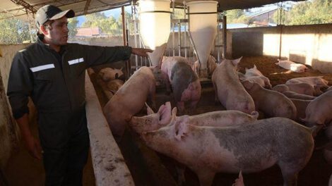 Producción de maíz en la crisis de la producción porcina