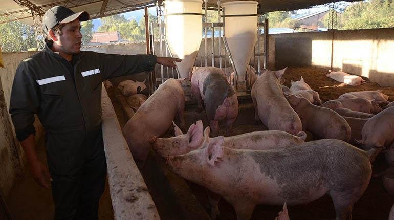 Producción de maíz en la crisis de la producción porcina