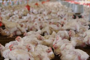 Caída del 10% en la oferta de pollo proyectada por avicultores