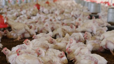 Caída del 10% en la oferta de pollo proyectada por avicultores