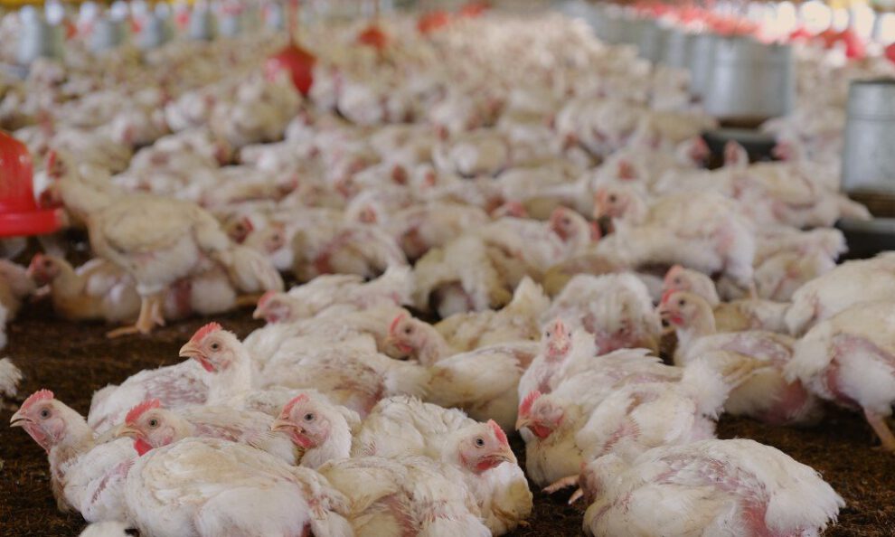 Caída del 10% en la oferta de pollo proyectada por avicultores