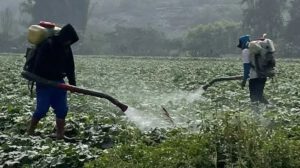 Plaguicidas y biodiversidad global