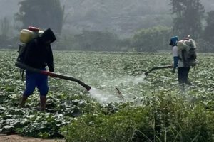 Plaguicidas y biodiversidad global