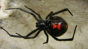 Picaduras de viuda negra en reclusos de Oruro