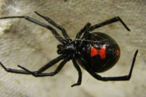 Picaduras de viuda negra en reclusos de Oruro