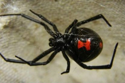 Picaduras de viuda negra en reclusos de Oruro