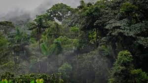 Parque Nacional Carrasco libre de cultivos de coca