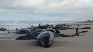 Ballenas varadas en Australia