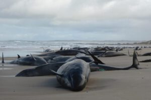 Ballenas varadas en Australia