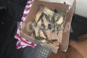 Tráfico ilegal de especies en el Carnaval de Oruro