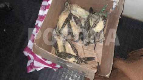 Tráfico ilegal de especies en el Carnaval de Oruro