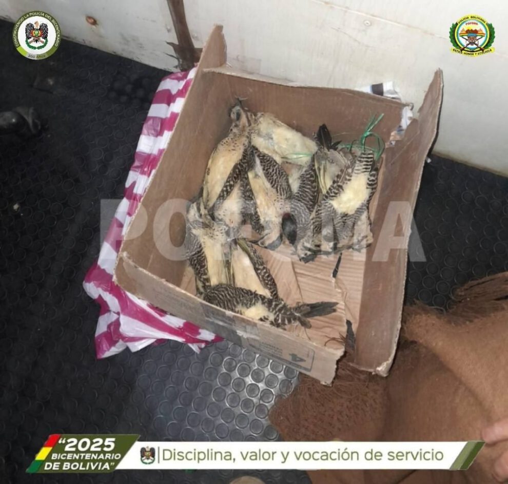 Tráfico ilegal de especies en el Carnaval de Oruro