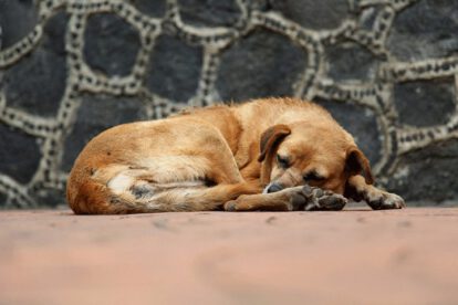 Rescate de animales en feria de Puente Vela