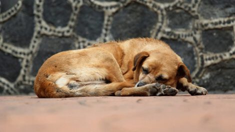 Rescate de animales en feria de Puente Vela