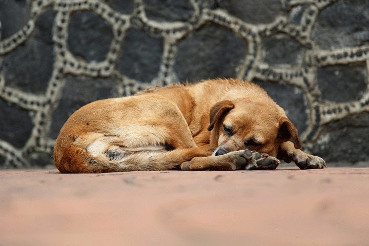 Rescate de animales en feria de Puente Vela