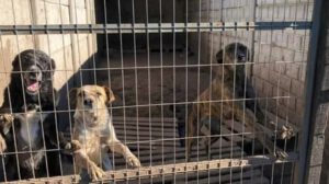 Asesinato de perros en refugio por presunto envenenamiento