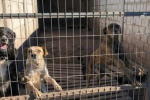 Asesinato de perros en refugio por presunto envenenamiento