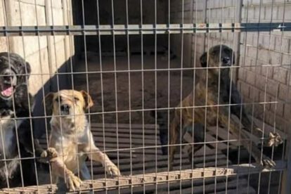 Asesinato de perros en refugio por presunto envenenamiento