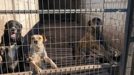 Asesinato de perros en refugio por presunto envenenamiento