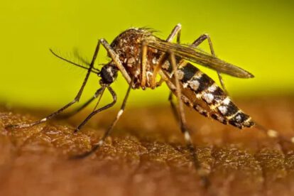 vacuna contra el dengue anunciada por Brasil