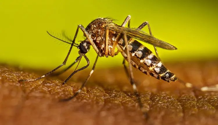vacuna contra el dengue anunciada por Brasil