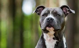 Pitbull atacan a mujer en El Alto