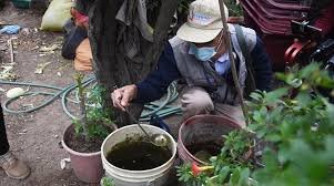 dengue en Cochabamba