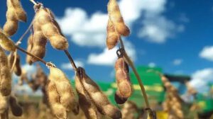 La exportación de soya en Bolivia