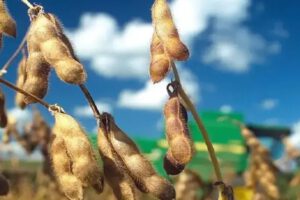 La exportación de soya en Bolivia