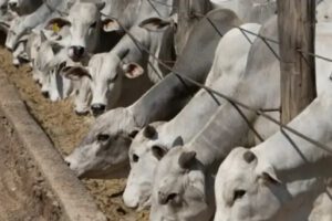 Ganaderos y contrabando en Bolivia