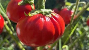 Edición genética de cultivos para tomates y berenjenas más grandes