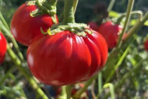Edición genética de cultivos para tomates y berenjenas más grandes
