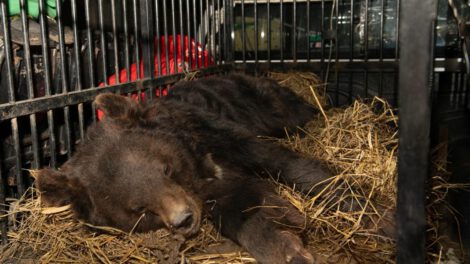 Osa rescatada en Pakistán por Four Paws