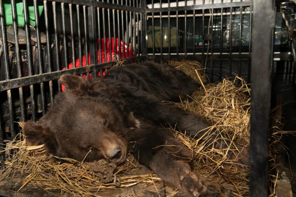 Osa rescatada en Pakistán por Four Paws