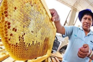 Planta procesadora de miel en Poroma