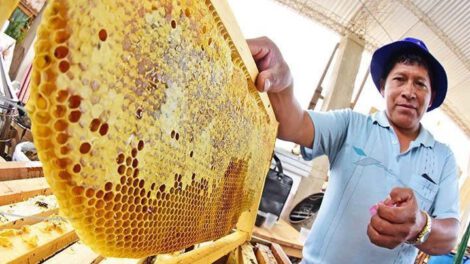 Planta procesadora de miel en Poroma