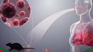 Intervención sanitaria por Hantavirus y Leptospirosis en Sedes La Paz