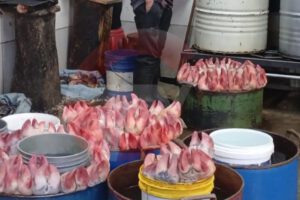 Comercialización ilegal de carne contaminada