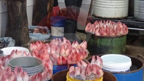 Comercialización ilegal de carne contaminada