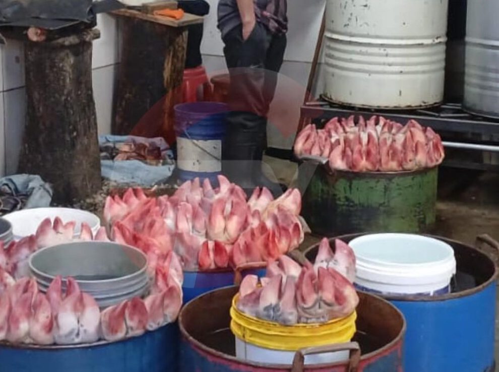 Comercialización ilegal de carne contaminada