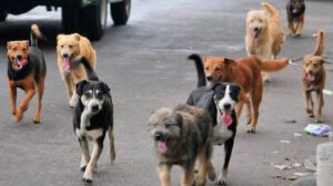 Estudiante es atacada por jauría de perros callejeros en El Alto
