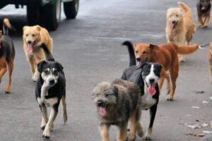 Estudiante es atacada por jauría de perros callejeros en El Alto