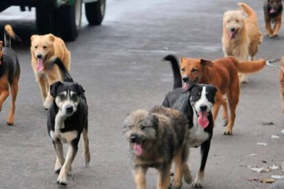 Estudiante es atacada por jauría de perros callejeros en El Alto