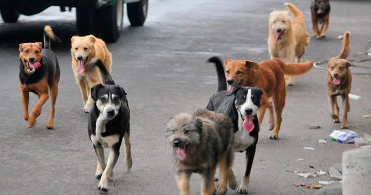 Estudiante es atacada por jauría de perros callejeros en El Alto