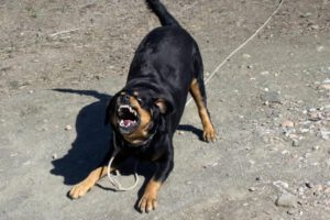 Ataque de perros en Potosí