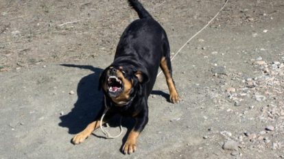 Ataque de perros en Potosí