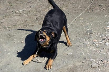 Ataque de perros en Potosí