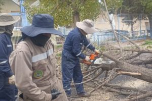 árbol caído en Oruro