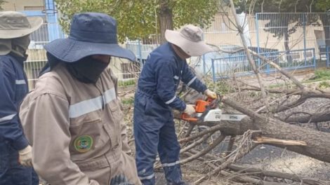 árbol caído en Oruro