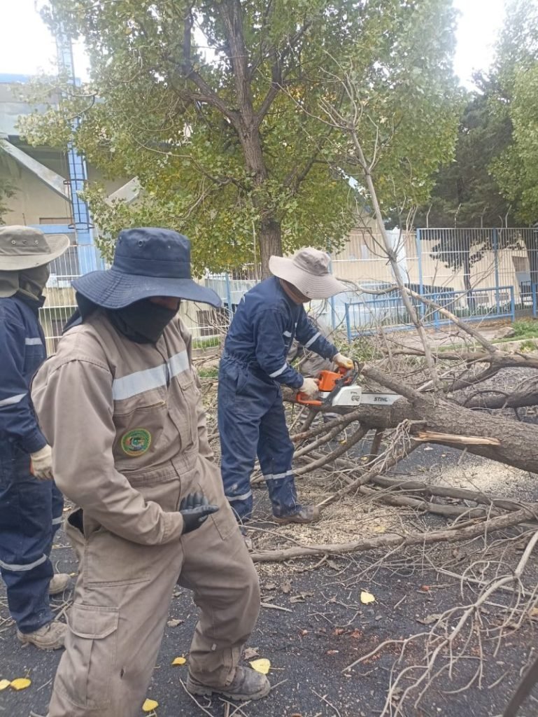árbol caído en Oruro